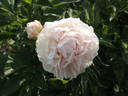 Aza Gray peony photo