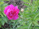 Curiosity peony photo