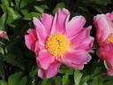 Daimio peony photo