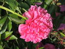 Angelo Cobb Freeborn peony photo
