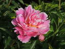 Auguste Dessert peony photo