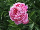 Auguste Dessert peony photo