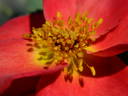 L5617Hug#1 rose photo