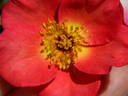 L5617Hug#1 rose photo
