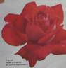 Ricordo di Leone Sgaravatti rose photo