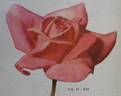 Eve rose photo