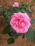 Pink Flamingo rose photo