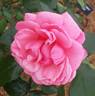 Pink Flamingo rose photo