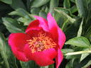 Bright Knight peony photo