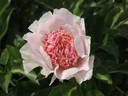 Do Tell peony photo