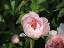 Do Tell peony photo