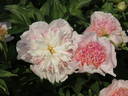 Do Tell peony photo