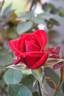 KORfrauma rose photo