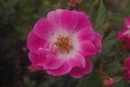 Shady Lady rose photo
