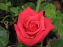 The Governator ™ rose photo