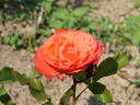 Cancan rose photo