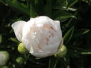 Baroness Schroeder peony photo