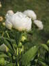 Baroness Schroeder peony photo