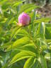 Cora Stubbs peony photo