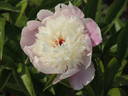 Cora Stubbs peony photo