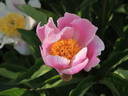 Go Daigo peony photo