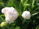 Cornelia Shaylor peony photo