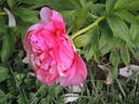 Cytherea peony photo