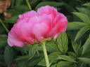 Cytherea peony photo
