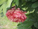 Banquet peony photo