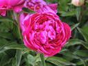 Louis van Houtte peony photo