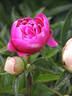 Louis van Houtte peony photo
