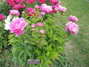 Jay Cee peony photo