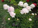 Angel Cheeks peony photo