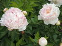 Angel Cheeks peony photo