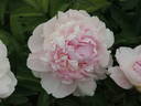 Angel Cheeks peony photo
