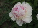 Angel Cheeks peony photo