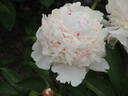 Angel Cheeks peony photo
