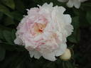 Angel Cheeks peony photo