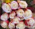 Sweetness rose photo