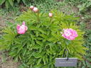 Emma Klehm peony photo