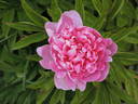 Emma Klehm peony photo