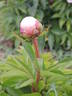 Emma Klehm peony photo