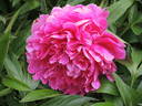 Felix Supreme peony photo