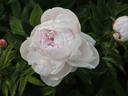 Katherine Havemeyer peony photo