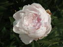 Katherine Havemeyer peony photo