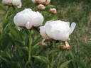 Katherine Havemeyer peony photo