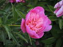 Lilac Times peony photo