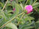 Lilac Times peony photo