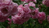 Marietta Silva Tarouca rose photo