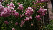 Marietta Silva Tarouca rose photo